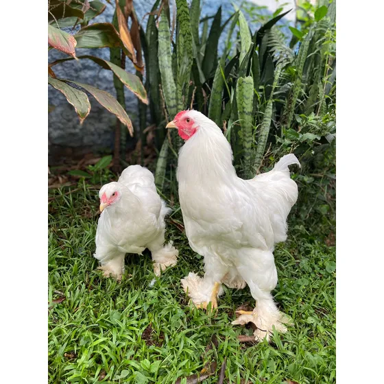 Casal De Brahma White
