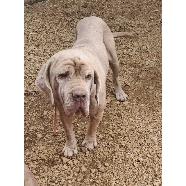 Mastin Napolitano Hembra Adopcion Precio Simbólico