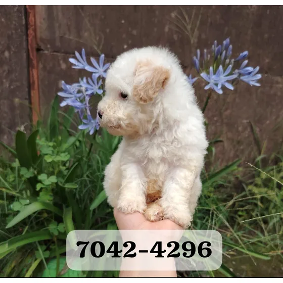 French Poodle