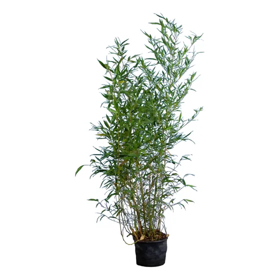 Cerco Vivo De Caña. Phyllostachys Aurea En 10 Litros. $ 7900 Verde