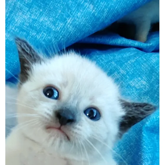 Gatos Siameses