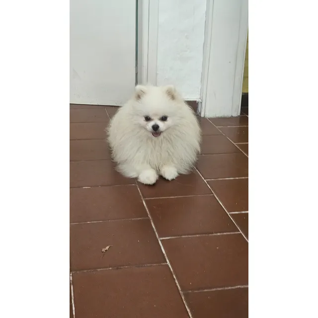 Pomerania Mini Unico No Te Lo Pierdas 