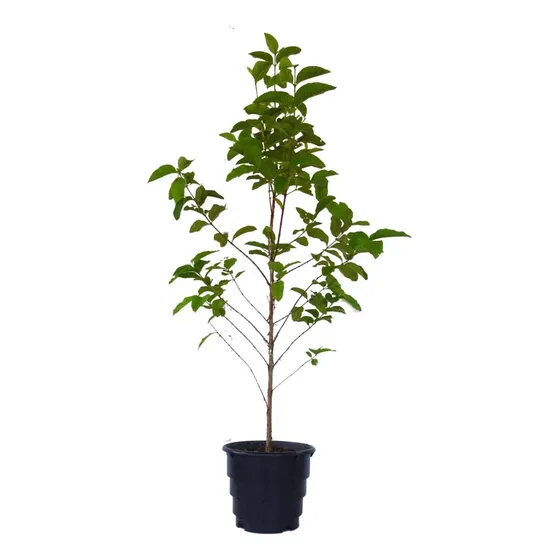 Munguba Preta Sementes Novas Kit Com 20