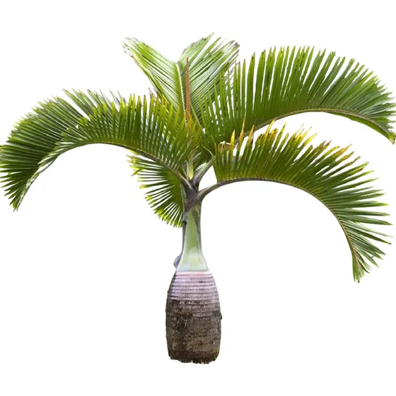 Palmera Hyophorbe Lagenicaulis (palma Mascareña O Botella)