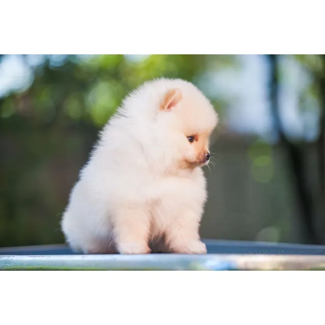 Cachorros Pomerania Mini Toy Spitz Medellin Bogota Cali