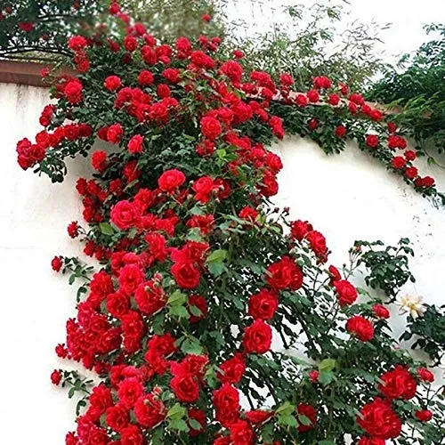 Rosal Trepador 7 Hermanas Dia Del Padre!!!