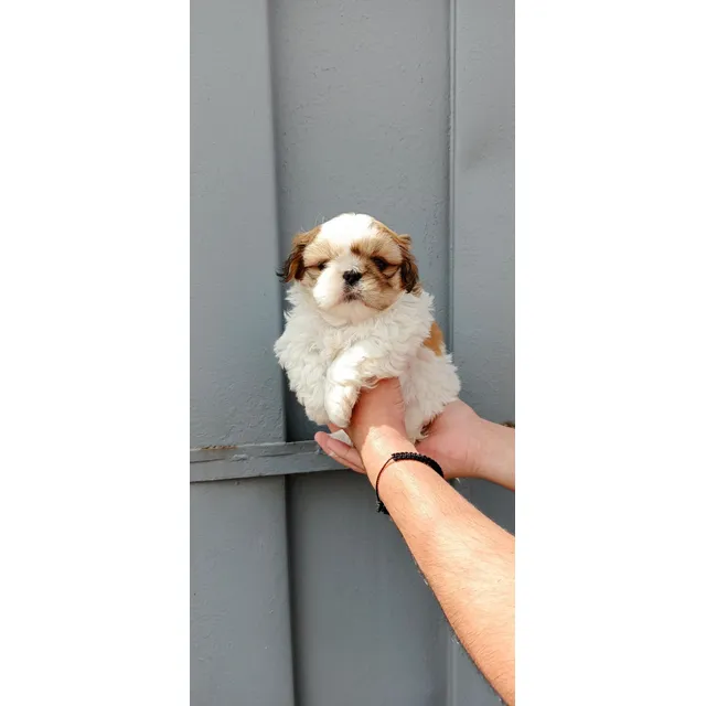 Shih Tzu Mini Toy Macho