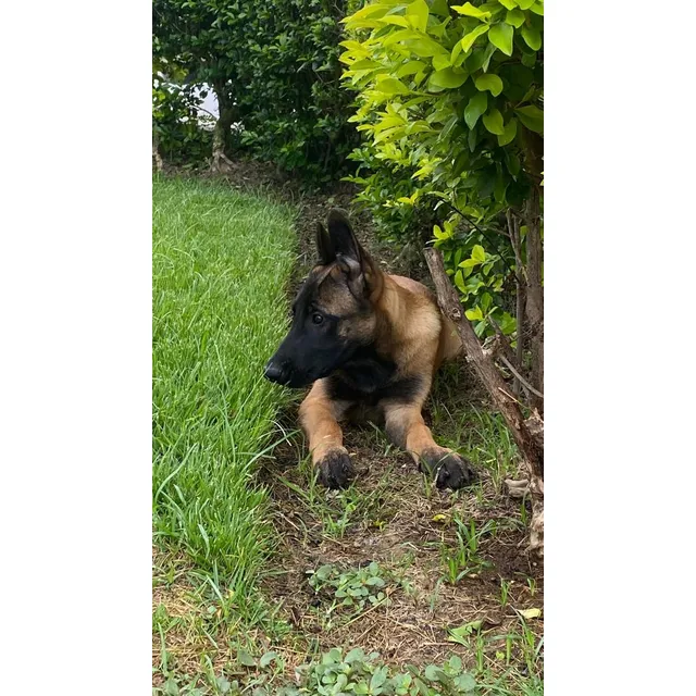 Cachorros Pastor Belga Malinois