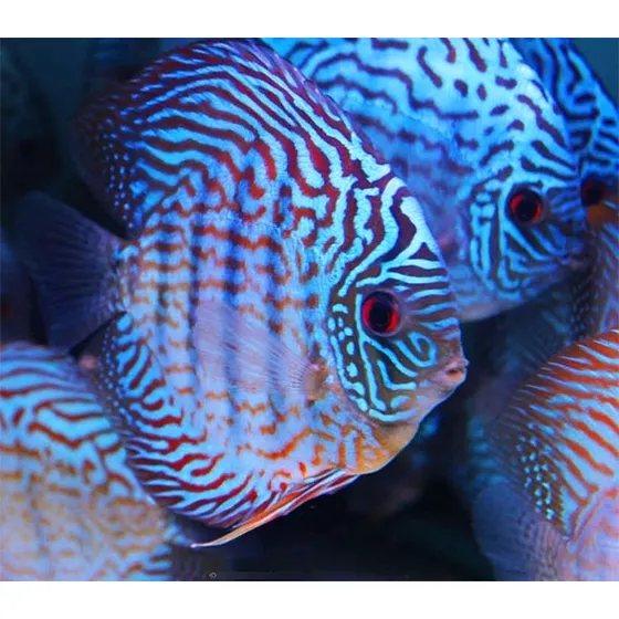 Peixe Acará Disco Blue Turquesa Brilhante