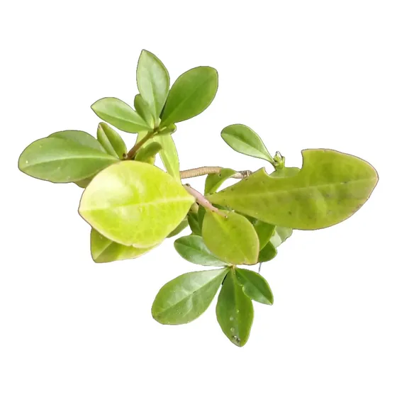 Talinum Paniculatum ( Carne Gorda)