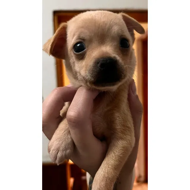 Vendo Perra Pincher