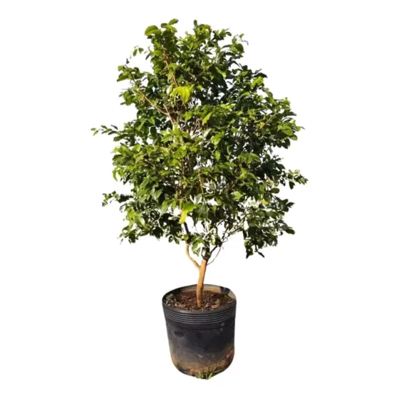 Muda De Jabuticaba Enxertada Produz Rápido