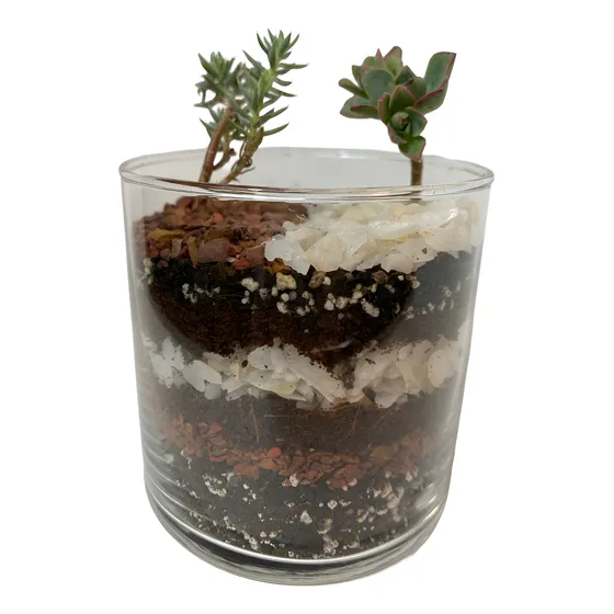 Suculentas, Terrarios, Cuadros Vivos, Jardines Verticales