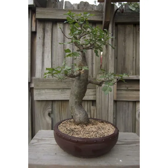 Semillas De Arbol Bonsai Baobab 5 Semillas Para Cultivar Arb