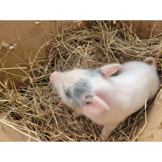 Cerdito Enano Mini Pig