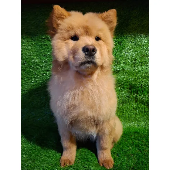 Chow Chow Hembra Color Creama (leer Descripcion)