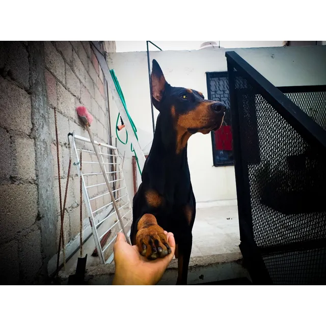 Monta Semental Doberman Pedigree Internacional Campeones