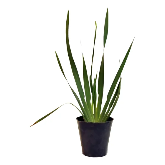 Plantas Dietes Grandiflora Cantero Jardin X10 Un Hermosos