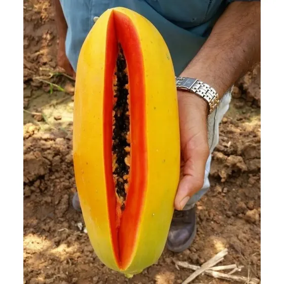 10000 Semillas De Papaya Intenzza Y 5000 De Mulata 
