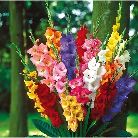 Bulbos De Gladiolos Spring X5 Importados Mix De Colores