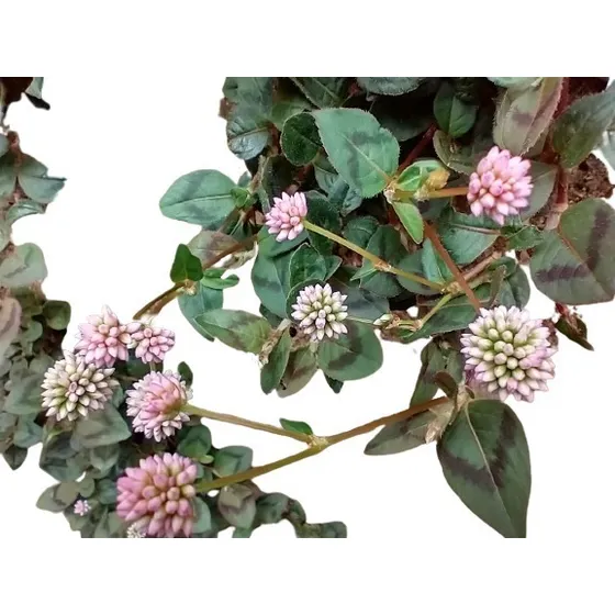 2000 Sementes Tapete-inglês (polygonum Capitatum)  Pendente