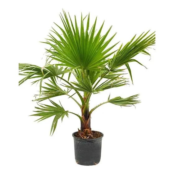 Palmera De Caifornia ! , Washingtonia Filífera Resistentes.
