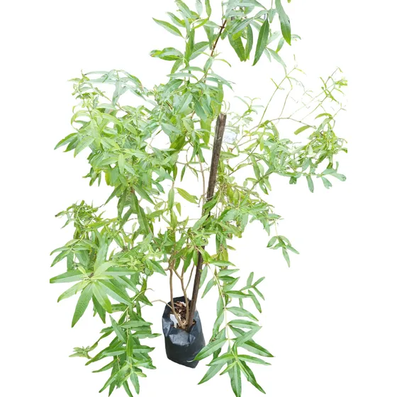Árbol De Cedron Envío Gratis 