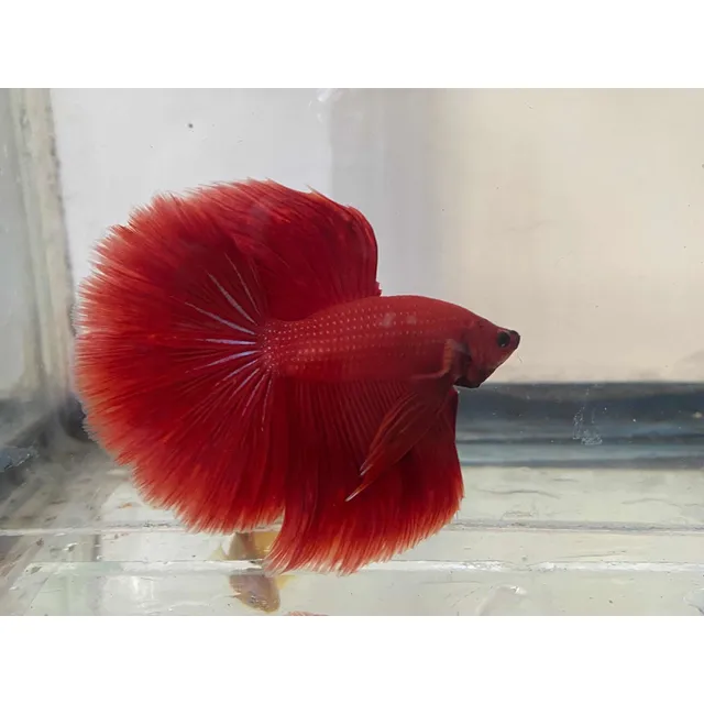 Bettas Media Lunas