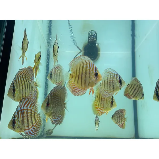 Acara Disco Asian Leopard  7 Cm