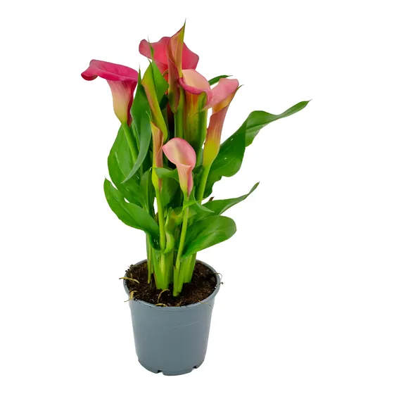 Planta Cartucho - Lirio De Agua - Calla