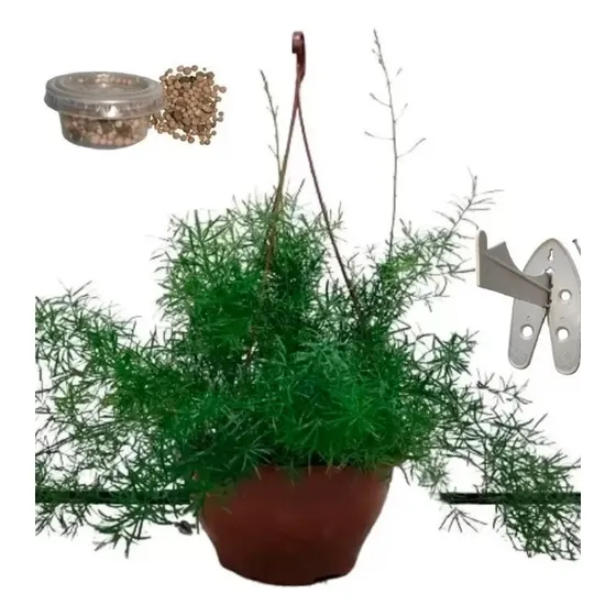 Cuia 21 Aspargo Alfinete - Aspargus Densiflorus