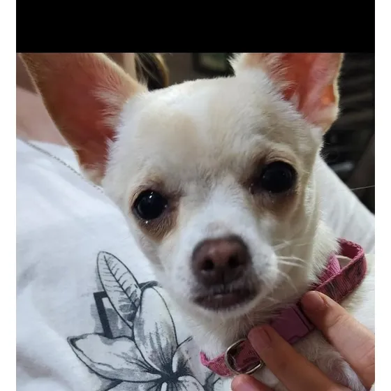 Chihuahuas Cachorros