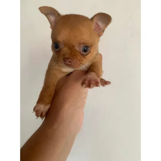Chihuahua Hembra Pelaje Corto