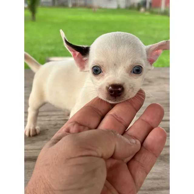 Chihuahua Mini Macho Crema De Pelo Largo - Raza Exclusiva Blanco