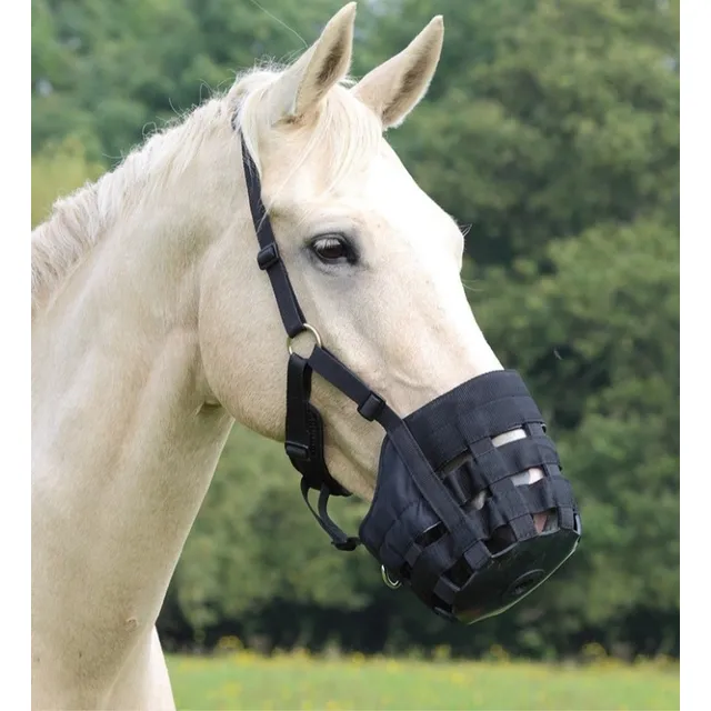 Bozal Para Caballos, Equinos 