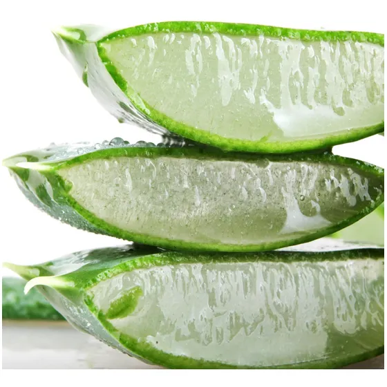 Planta De Áloe Vera Grande
