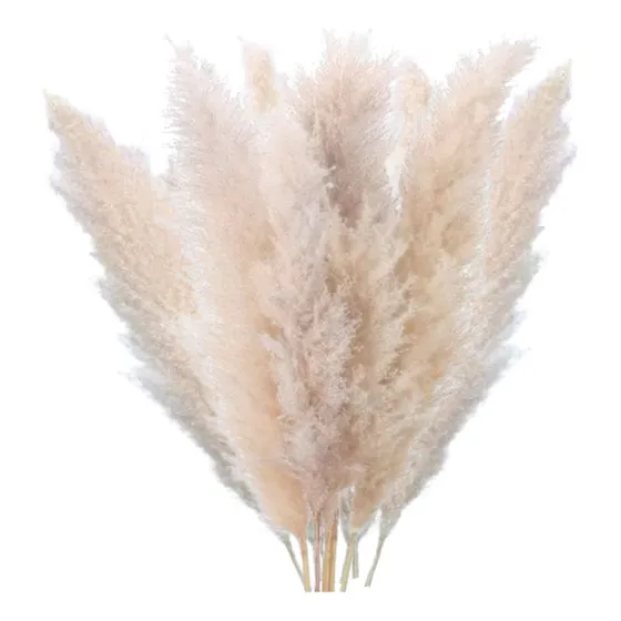 Ramo 10 Pampas Secas Varas Colas De Zorro Flor Seca Deco