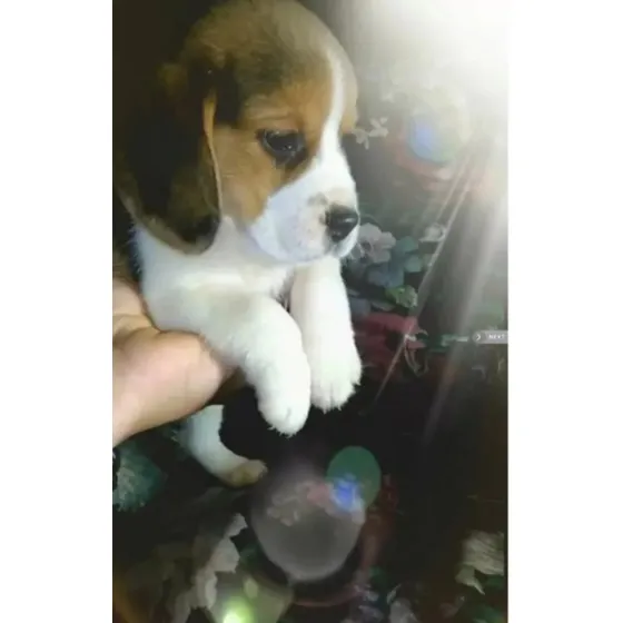 Cachorros Beagle Excelente Calidad!!!