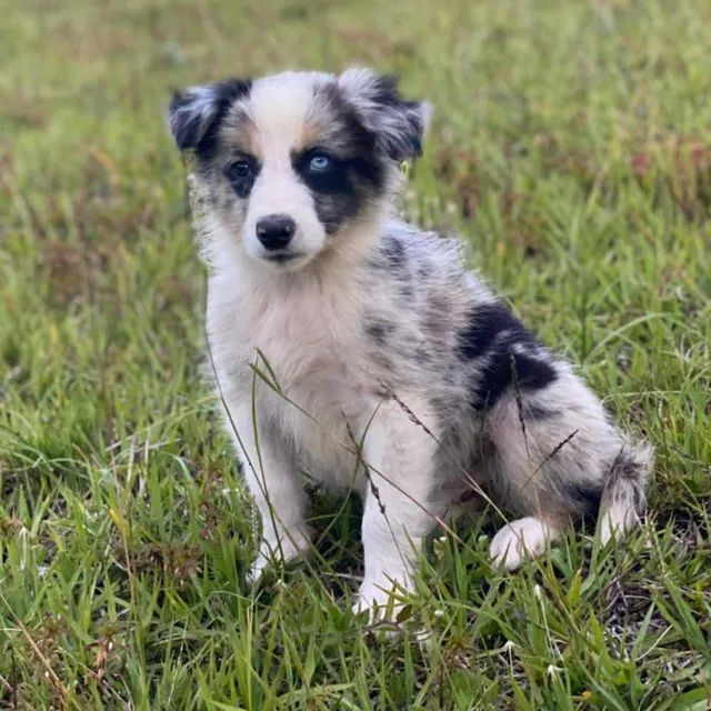 Cachorro Border Collie Blue Merle Tricolor Con Heterocromia