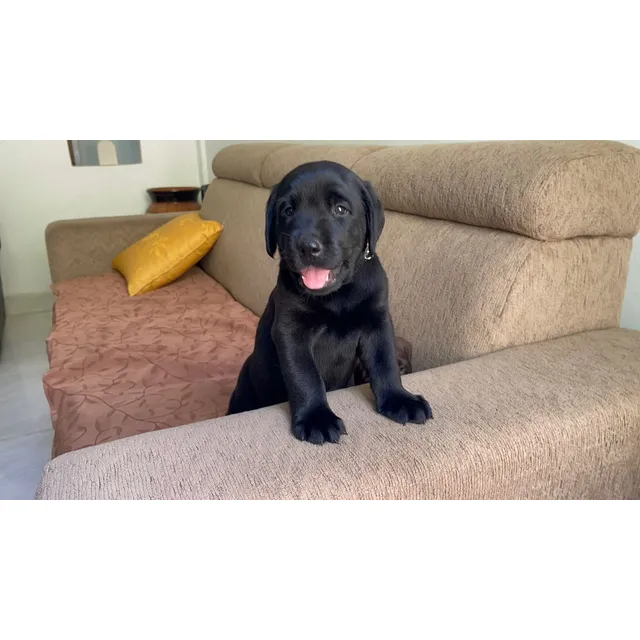 Cachorros De Labrador