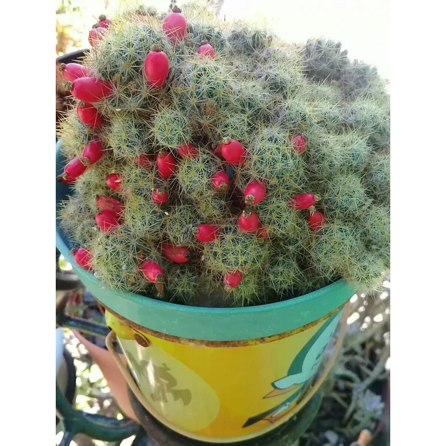 200 Semillas Cactus Mammillaria Prolifera Cactus Chilitos