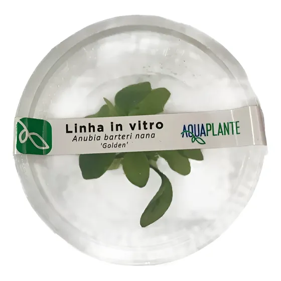 Planta Anubia Barteri Golden