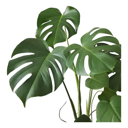 5 Lindas Costelas De Adão Natural Mede 30 A 50cm Altura Verde