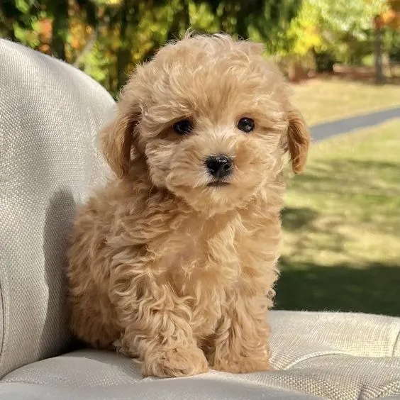 Cachorro Poodle Toy Perros Manizales Popayán Rionegro Cali