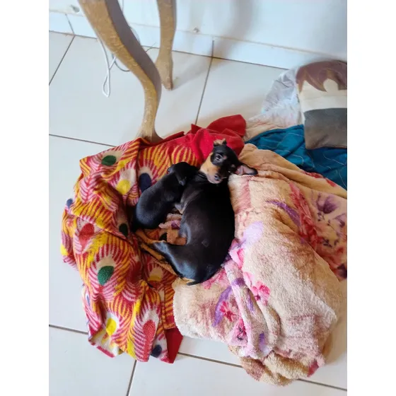 Pinscher