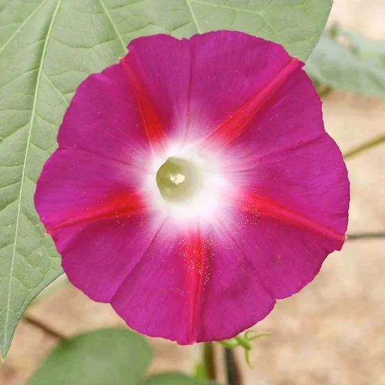 10 Semillas  Ipomoea Gloria De La Mañana Scarlet Ohara