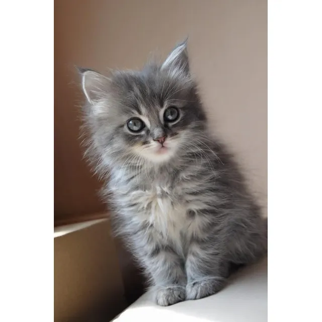 Gato Angora Turco Gatos Angora Medellín Bogotá Cali Pereira