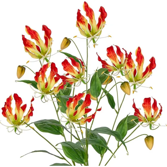 Gloriosa Enredadera Exótica ! ( Gloriosa Superba) Únicas