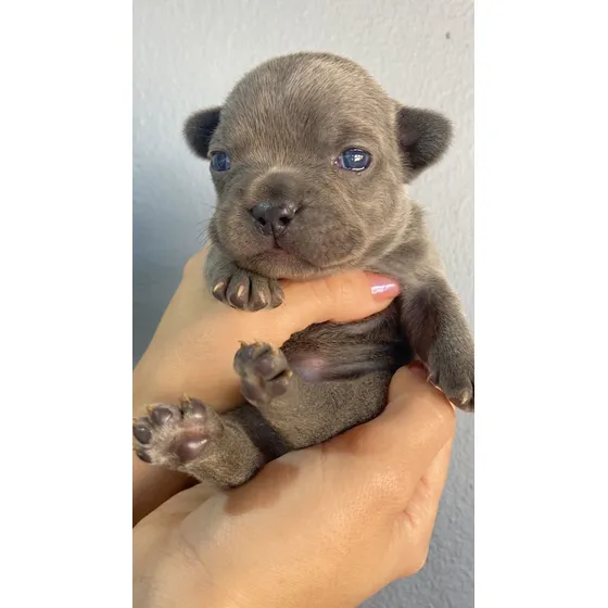 Filhote De Bulldog Francês Blue - Olhos Claros 