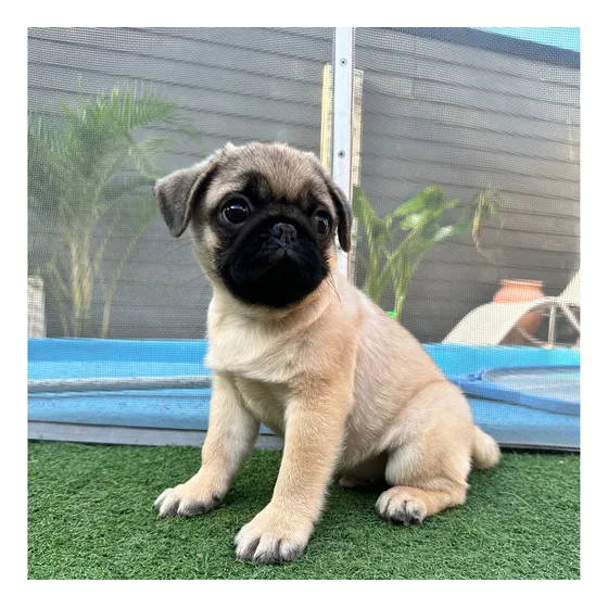 Pug Carlino Macho Pedegree Fca